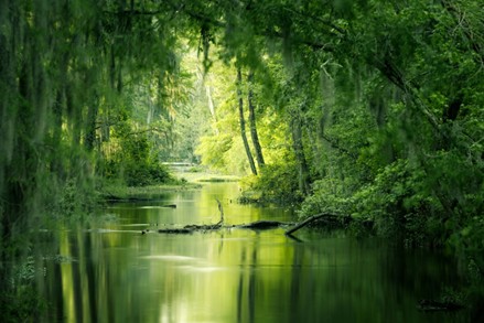 Green AI: Why sustainable AI is now a core CIO responsibility